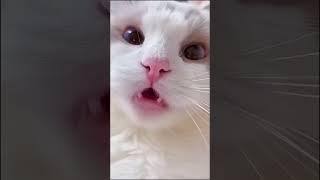 Cat Says "Meao Meao" Nonstop | Funniest Talking Cat Ever! 