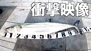 前人未到の115cmが釣れたのには人に言えないこんな裏がありました