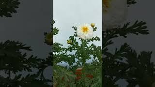 Crown daisy and red gerbera in my balcony #gerbera #crown daisy #gerbera #gardening #flowers