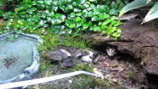 African Fat -Tailed  gecko feeding