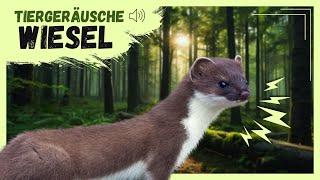 Tiergeräusche | Wiesel 