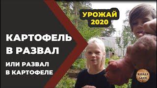 Урожай 2020 в имении Живая Баня у Ивана. //Живая Баня Иван Бояринцев