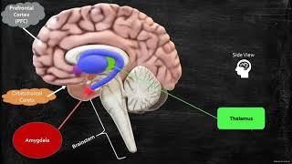 Neurobiology of Anxiety, Worrying, and Fear