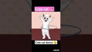 cute cat dance#cat #shorts #funny