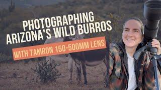 Capturing Stunning Wildlife Photos with Tamron 150-500mm Lens: Photographing Wild Burros in Arizona