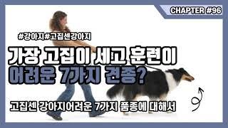 강아지품종 가장 고집이 세고 훈련이 어려운 7가지 견종은?