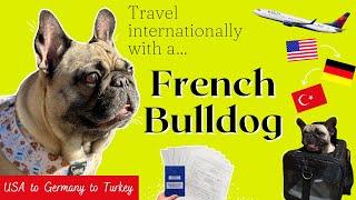 How to Travel Internationally with a French Bulldog | USA to Germany to Turkey | Health Certificate