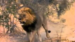 Лев убивает Гиену   Жесть!!!  lions kill hyenas