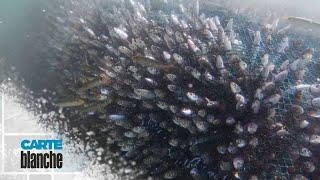 Coming up on 22 June - Sardine run | Carte Blanche | M-Net
