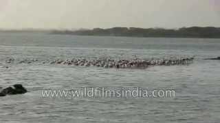 Flamingos tip over in deep water, paddling with rear legs