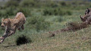 Leopard digging in warthogs doorstep gets surprised by warthog