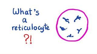 Reticulocytes