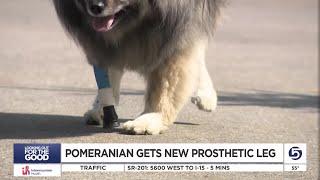 Utah Pomeranian receives ground-breaking surgery and prosthetic leg