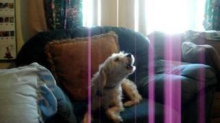 My dogs