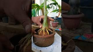 adenium bonsai care/desert rose bonsai plantroot training/sri lanka/2023/bonsai repotting/#shorts