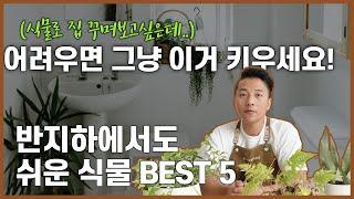 해 안 들어오는 집 필수시청! 그늘식물 추천 BEST 5