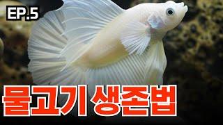 EP.5 우리가 몰랐던 물고기가 천적으로부터 살아남는 신기한 방법!