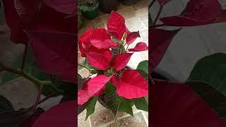 Poinsettia#Gardening with Geet kumar English/Hindi