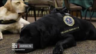 Meet the 'courtroom dogs' who help child crime victims tell their stories