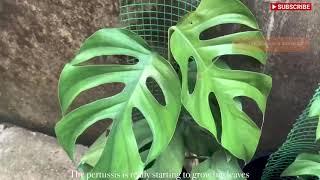 Lulu’s Plant Ramble | Episode 1 - 15/04/2021 | How to get bigger leaves