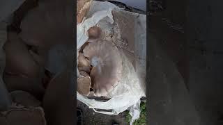 СОБИРАЮ ВТОРОЙ УРОЖАЙ ГРИБОВ ВЕШЕНКИ. #shorts #грибы #вешенка