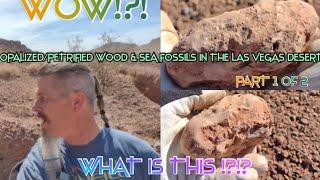 PETRIFIED WOOD & SEA FOSSILS! DESERTS OF LAS VEGAS CAN TALK & WOW DO THEY HAVE A BIG STORY!! part 1