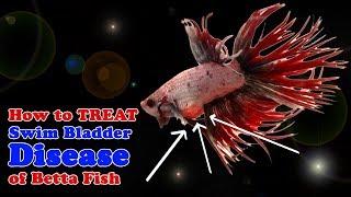 How to Treat Swim Bladder Disease | Betta Fighting Fish