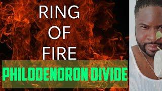 How I divided my Ring of Fire Philodendron