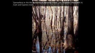 First Day of Spring Along the Gumswamp Trail