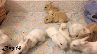 Harlequin Baby Bunnies Days 1-25