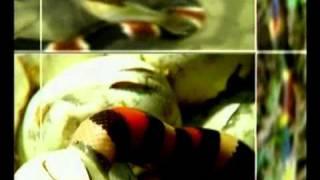 Королевский аспид.wmv