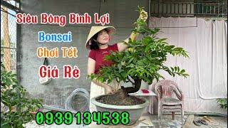 15/11Siêu Bông Bình Lợi,Bonsai Chơi Tết,Giá Rẻ️0939134538. Trang️