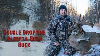 180+ Inch Northern Alberta Whitetail - Double Droptines and Crazy Mass!