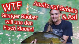 Gieriger Räuber will uns den Fisch klauen! Angeln auf Schleie & Aal