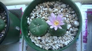 Lophophora Williamsii var. Decipiens Flower Time Lapse