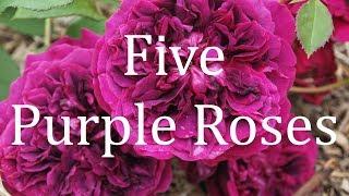 Five Purple Roses