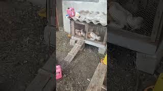 Утро ранее в станице на юге. Хозяйство)