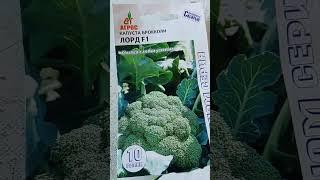 семена