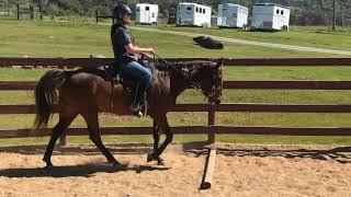 Gaited Horse Training  - Rocky Mountain Horse