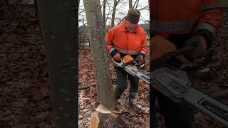 #stihl #ms362c #firewood #bois #brennholz #logging #chainsaw