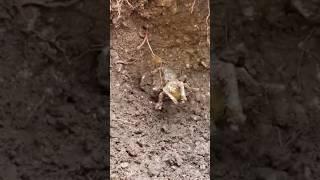 ПОПАЛСЯ ЗОЛОТОЙ МУРАВЕЙ С ПОЛУДРАГОЦЕННЫМИ КАМНЯМИ! #находки #клад #коп