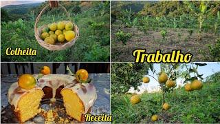 o melhor BOLO DE LARANJA //cuidados com a plantação de laranja e primeira COLHEITA do novo pomar