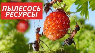 Самый эффективный сбор ресурсов в игре The Ants Underground Kingdom