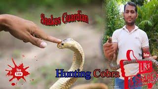 Hunting Cobra - Snakes Guardian