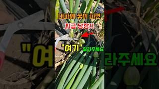 대파에 꽃이 피면 지금 여기 먼저 잘라주세요 #대파키우는방법