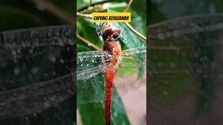 Dragonfly #short #macro #macrovideo #macrovideography #insect