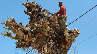 The most dangerous tree felling in the rainy season‼️