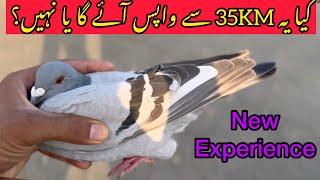 Racing pigeons training in Pakistan | Racer kabootar ki Training | Pigeon Racing