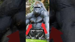 고릴라의 개쩌는 벤치프레스 중량 ㄷㄷ