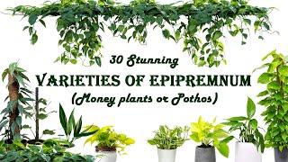 30 Stunning varieties of Epipremnum | Money plant | Pothos | Beautiful Aroids for  Indoor / Outdoor